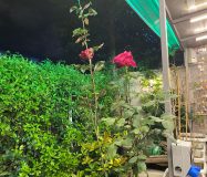 SİMİTAŞ BLOKLARINDA BAHÇE KATI BARBEKÜ KEYİFLİ